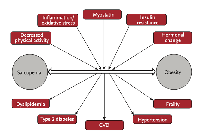 ADE | Sarcopenic Obesity and T2D